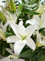 white-lily-arrengement-flowers-in-belek-2.webp